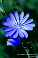 Chicory