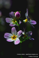 Water_Violet