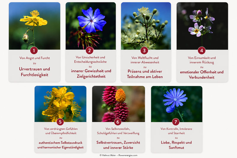 Die sieben Blüten-Wandlungswege der intuitiven Bach-Blüten-Therapie mit den sieben Entwicklungsfeldern nach Dr. Edward Bach.