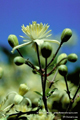 Bach-Blüten Therapie mit Clematis