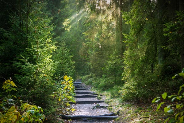 Waldweg im Morgenlicht als Symbol für den persönlichen Heilungs- und Entwicklungsweg in der prozeßorientierten Homöopathie.
