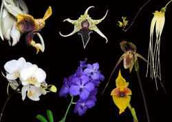 Orchideen-Essenzen Therapie mit Immediate Relief