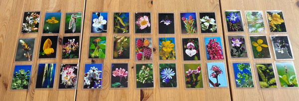 Intuitive Auswahl von Bach-Blüten-Fotos als Grundlage einer individuellen Bach-Blüten-Mischung