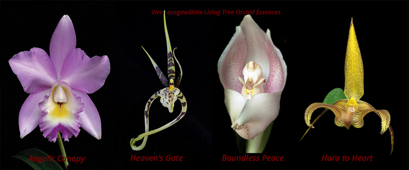 Vier Living Tree Orchid Essences – Angelic Canopy, Heaven's Gate, Boundless Peace und Hara to Heart als Beispiele für die Vielfalt der Orchideen-Essenzen.
