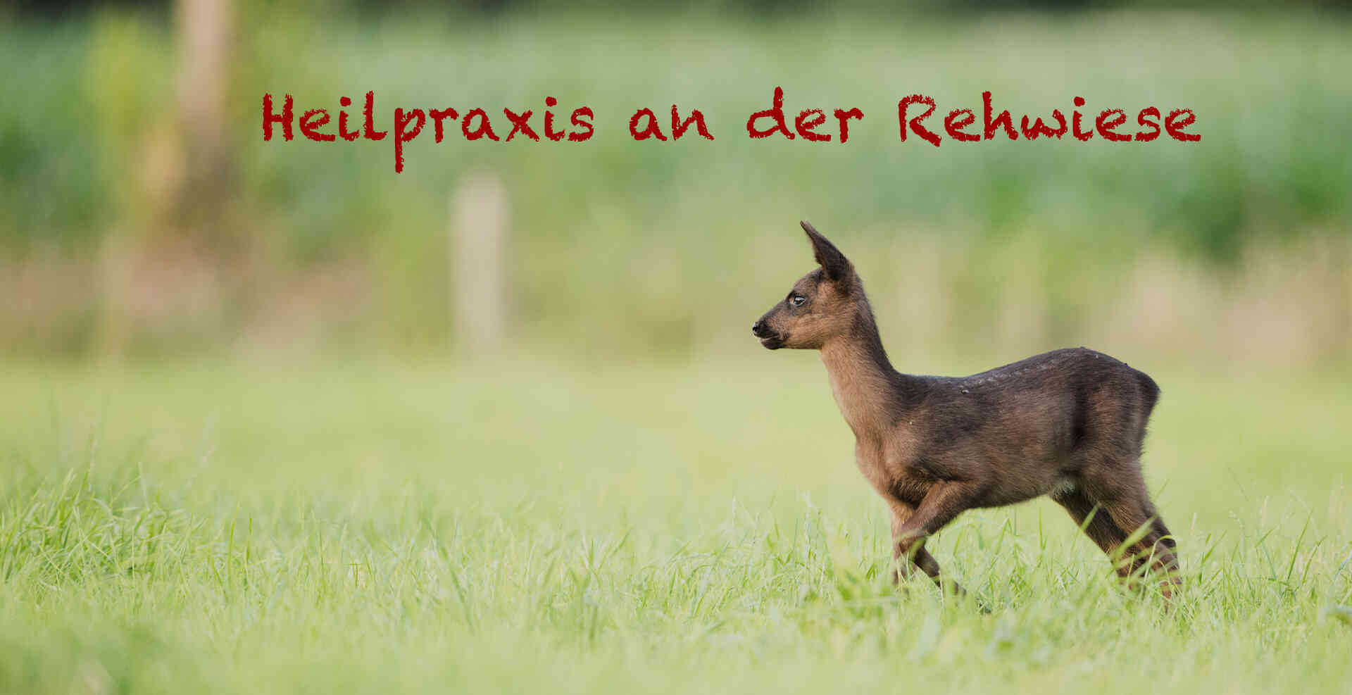 Reh in der Natur – Heilpraxis Gall-Maier & Maier Falkensee