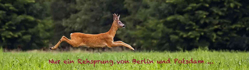 Springendes Reh auf einer Wiese mit dem Schriftzug „Nur ein Rehsprung von Berlin und Potsdam“