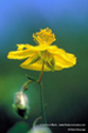 rock_rose